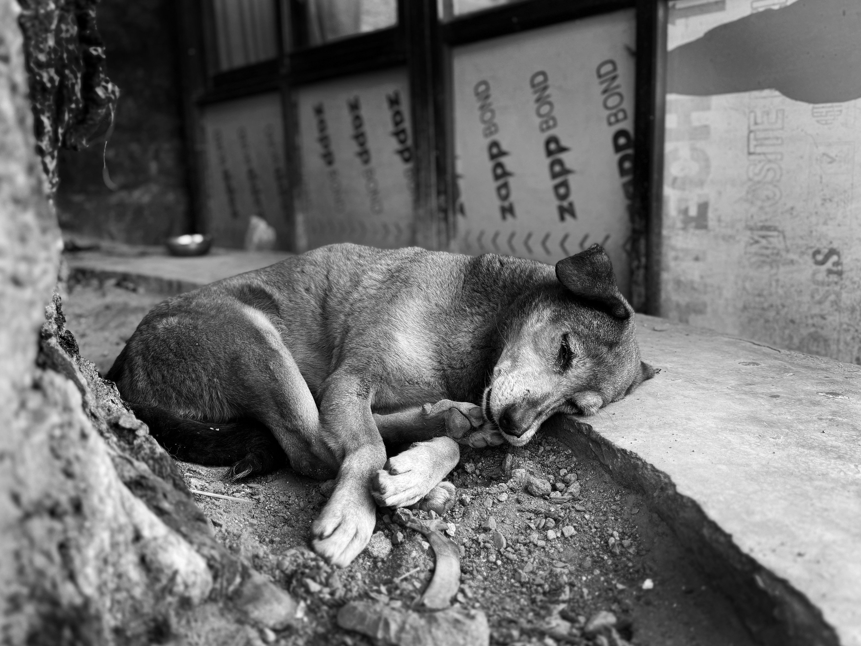 street dog sleeping alone
