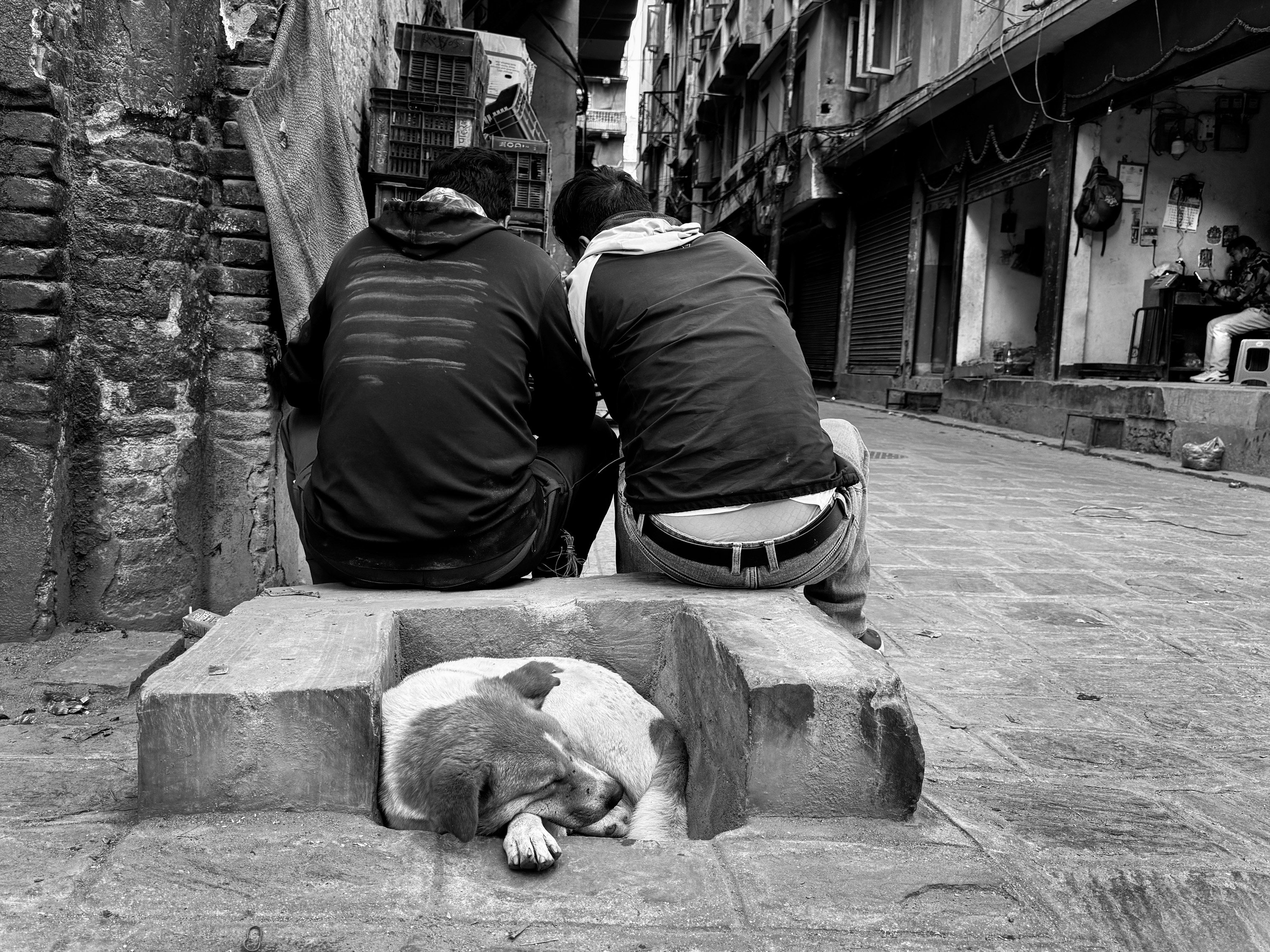 a street dog rests