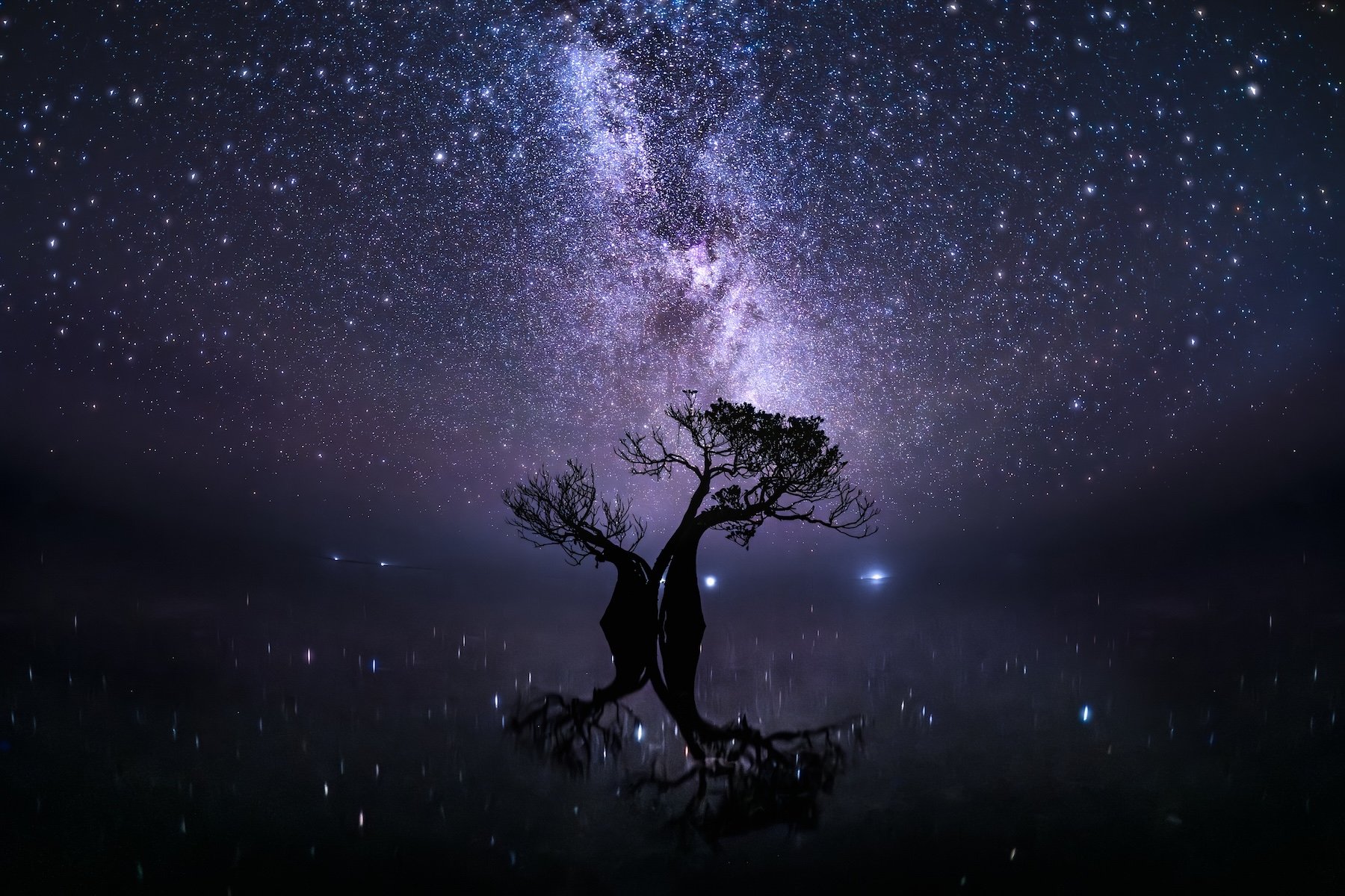 mangrove tree under stars