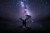 mangrove tree under stars