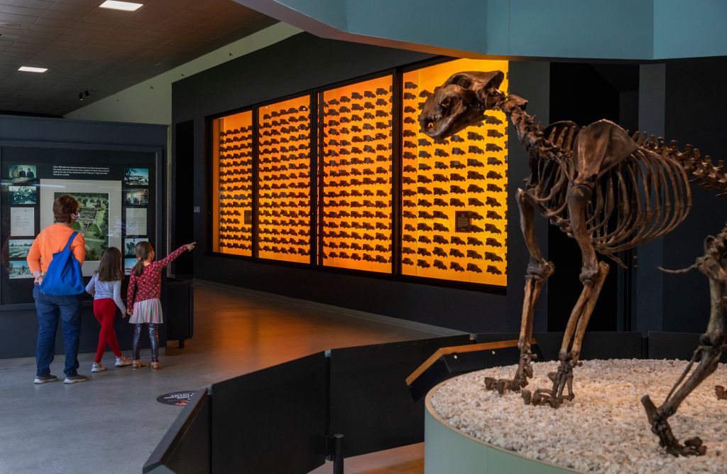 Orange wall of dire wolf skulls at The La Brea Tar Pits. A full dire wolf skeleton stands in the right corner.