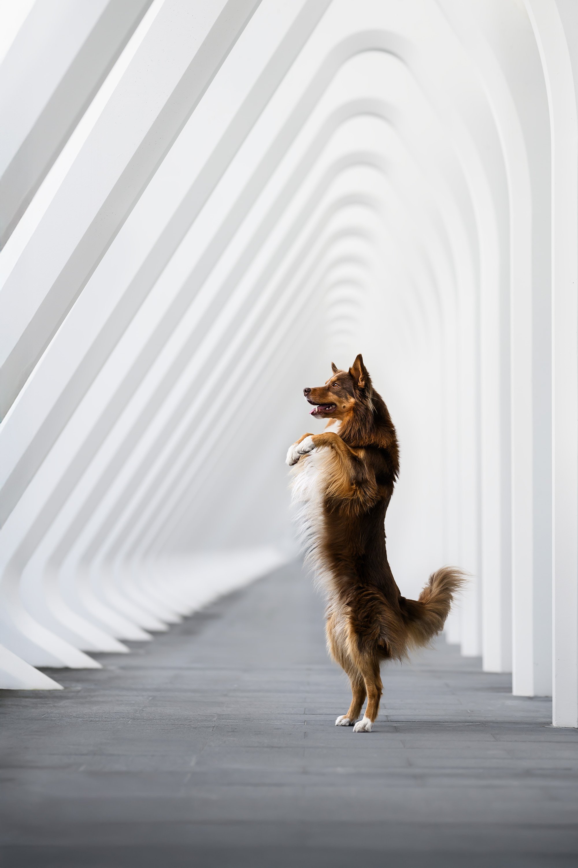 dog standing on back legs