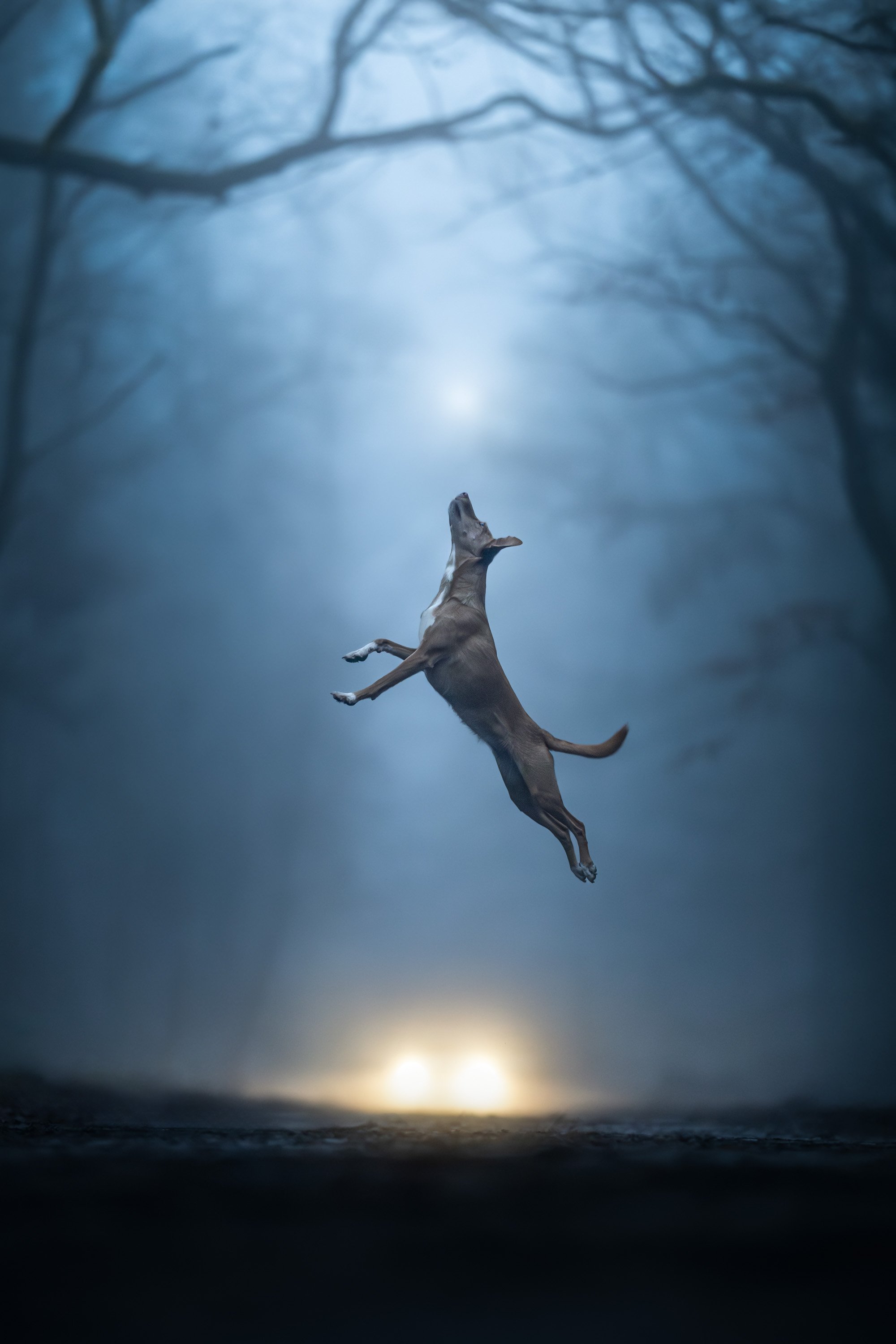 dog leaps in the air at dusk