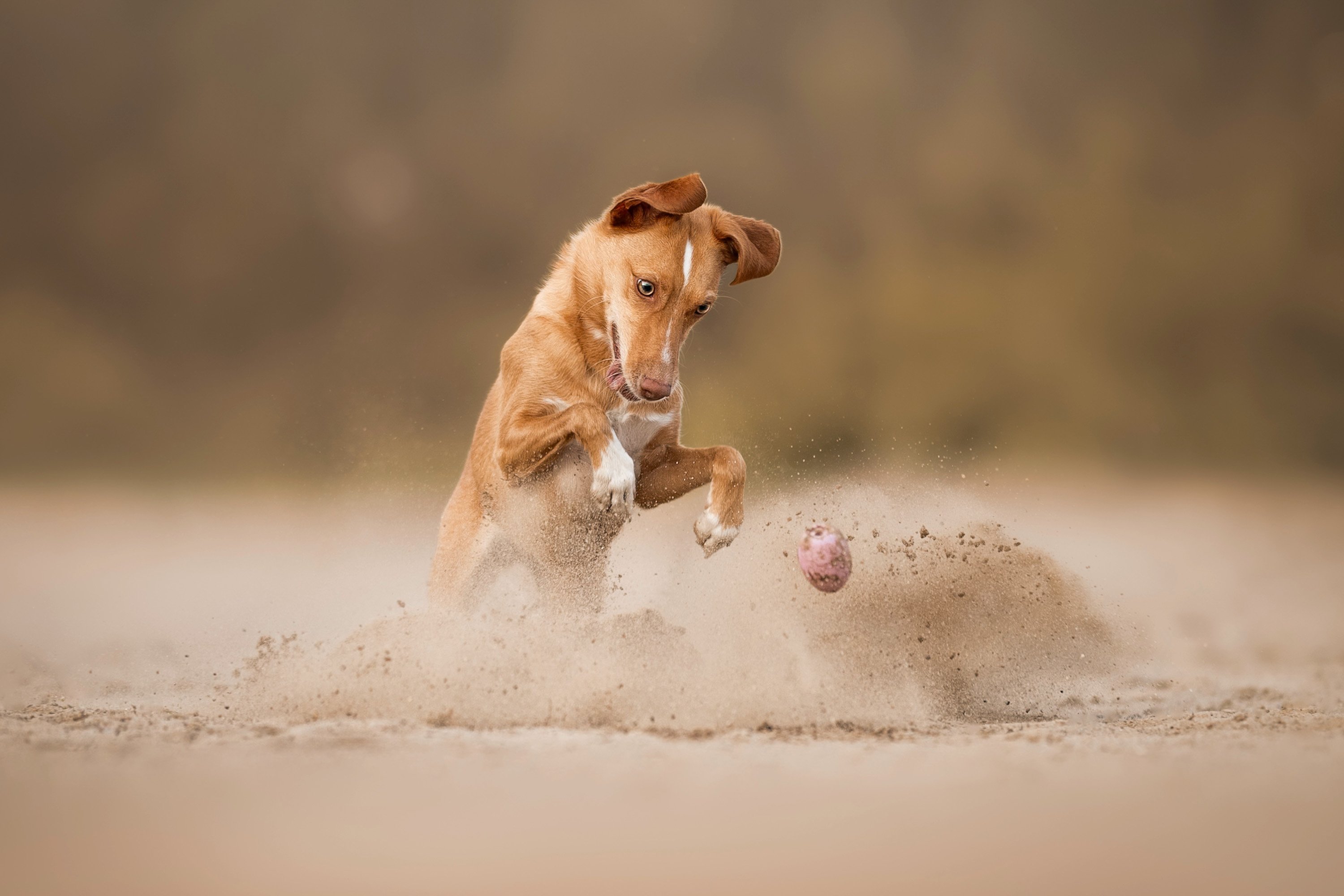 brown dog chasing ball in dirt