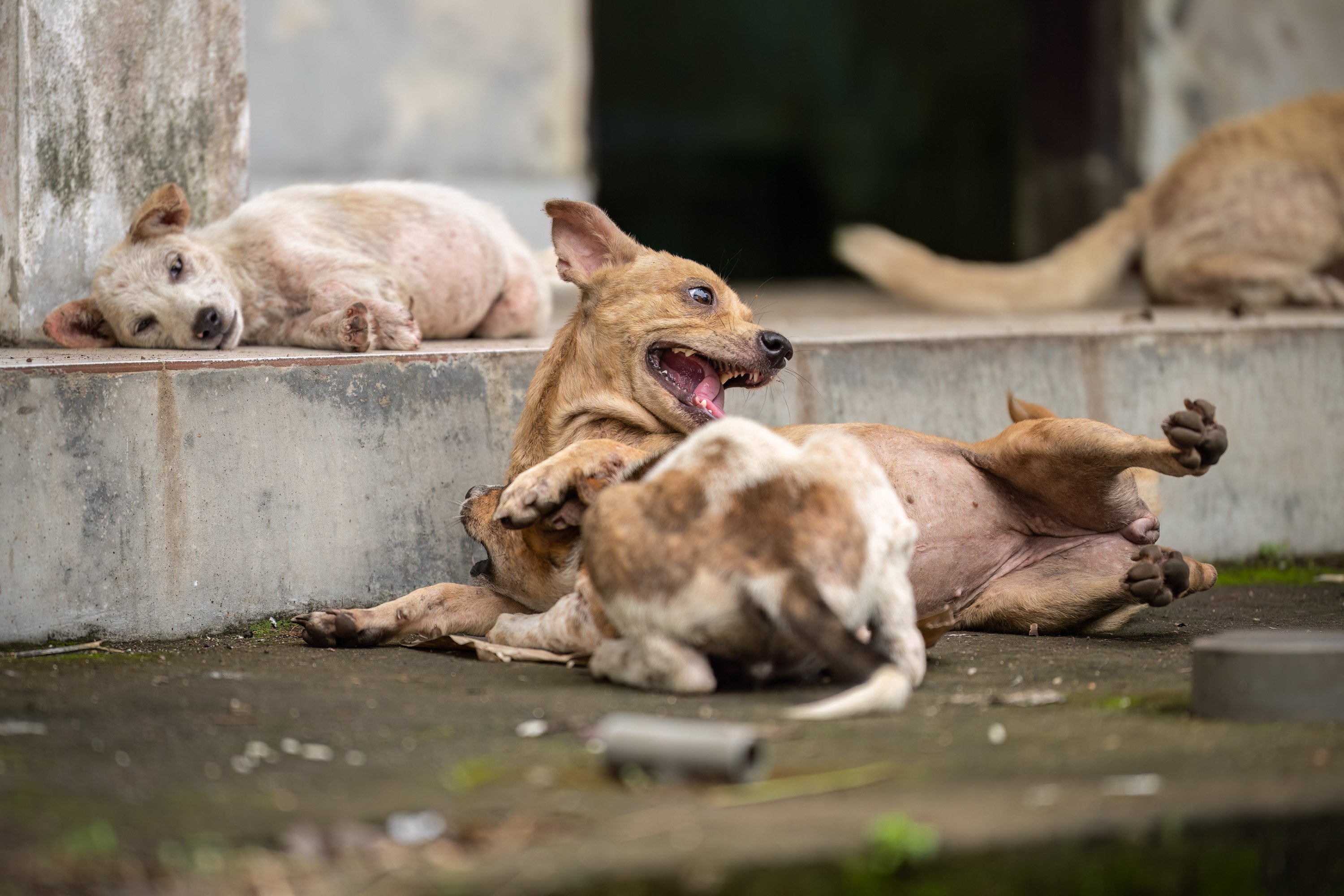 street dogs resting on the sidewalk