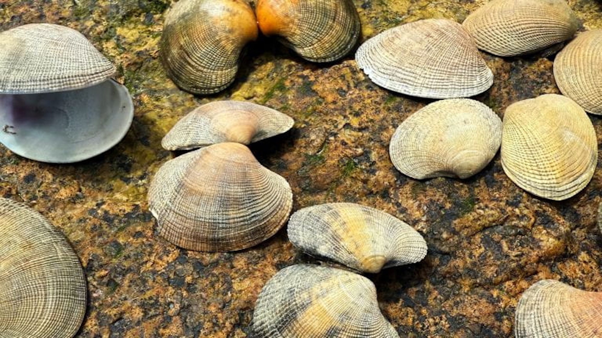 Manila clam shells on beach sand
