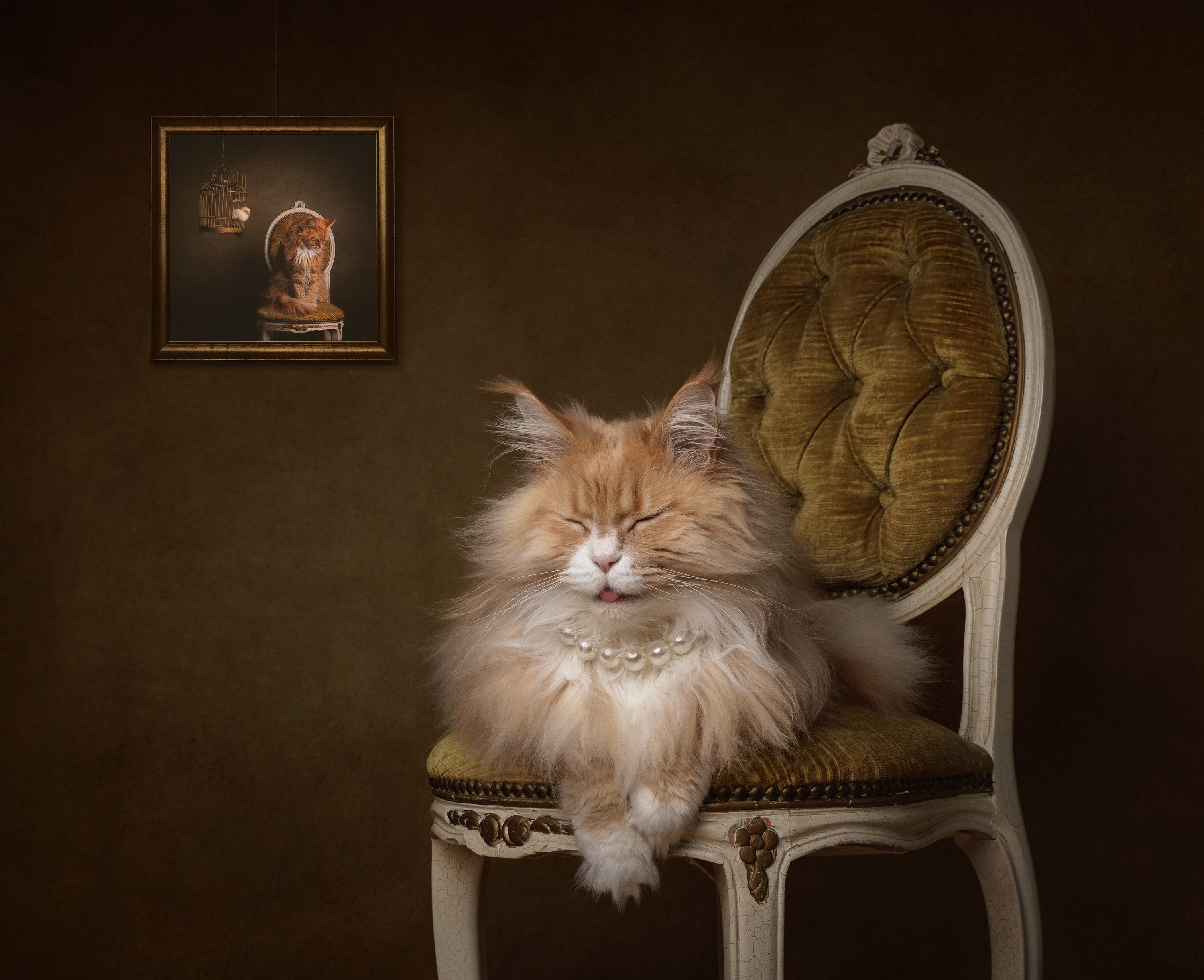 fancy cat in necklace in chair