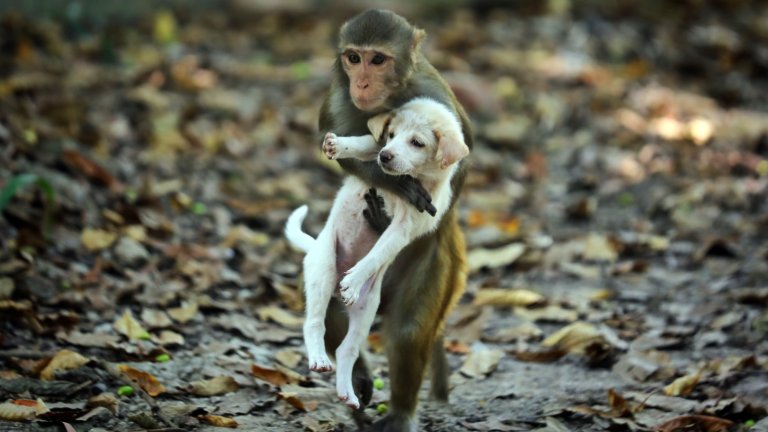 DHAKA, BANGLADESH - NOVEMBER 11: A monkey carrying a puppy are seen around the park in Dhaka, Bangladesh on November 11, 2022. A monkey was spotted carrying a puppy around the park. The monkey also carried the puppy on its lap and was seen jumping from a tree's branches. Even though monkeys and dogs do not necessarily bond, a different animal friendly relationship was seen in Dhaka. (Photo by Stringer/Anadolu Agency via Getty Images)
