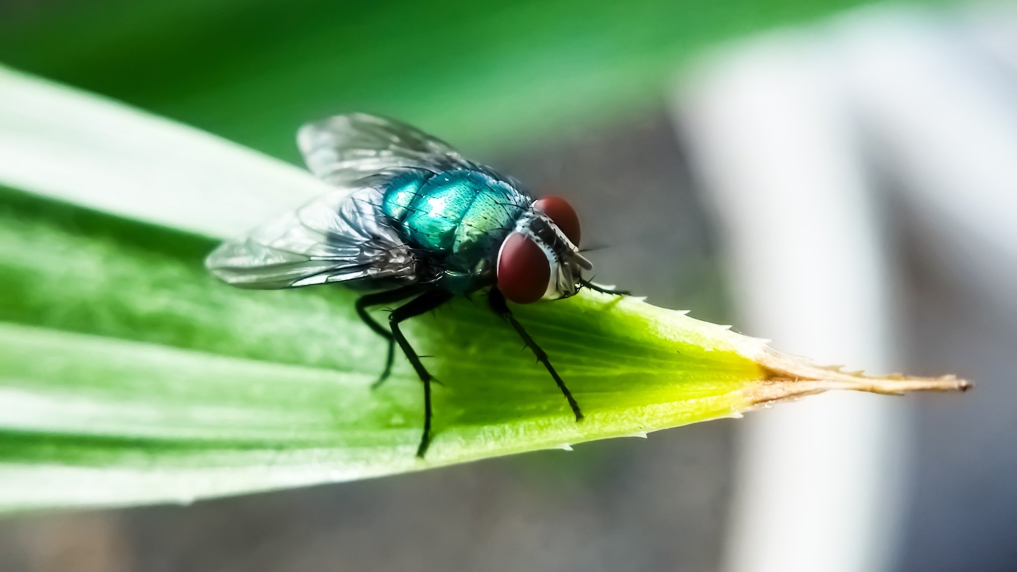 Cochliomyia hominivorax, the New World screw worm fly, or screw-worm for short, is a species of parasitic fly that is well known for the way in which its larvae (maggots) eat the living tissue.