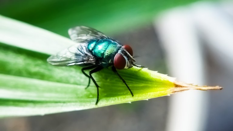 Cochliomyia hominivorax, the New World screw worm fly, or screw-worm for short, is a species of parasitic fly that is well known for the way in which its larvae (maggots) eat the living tissue.