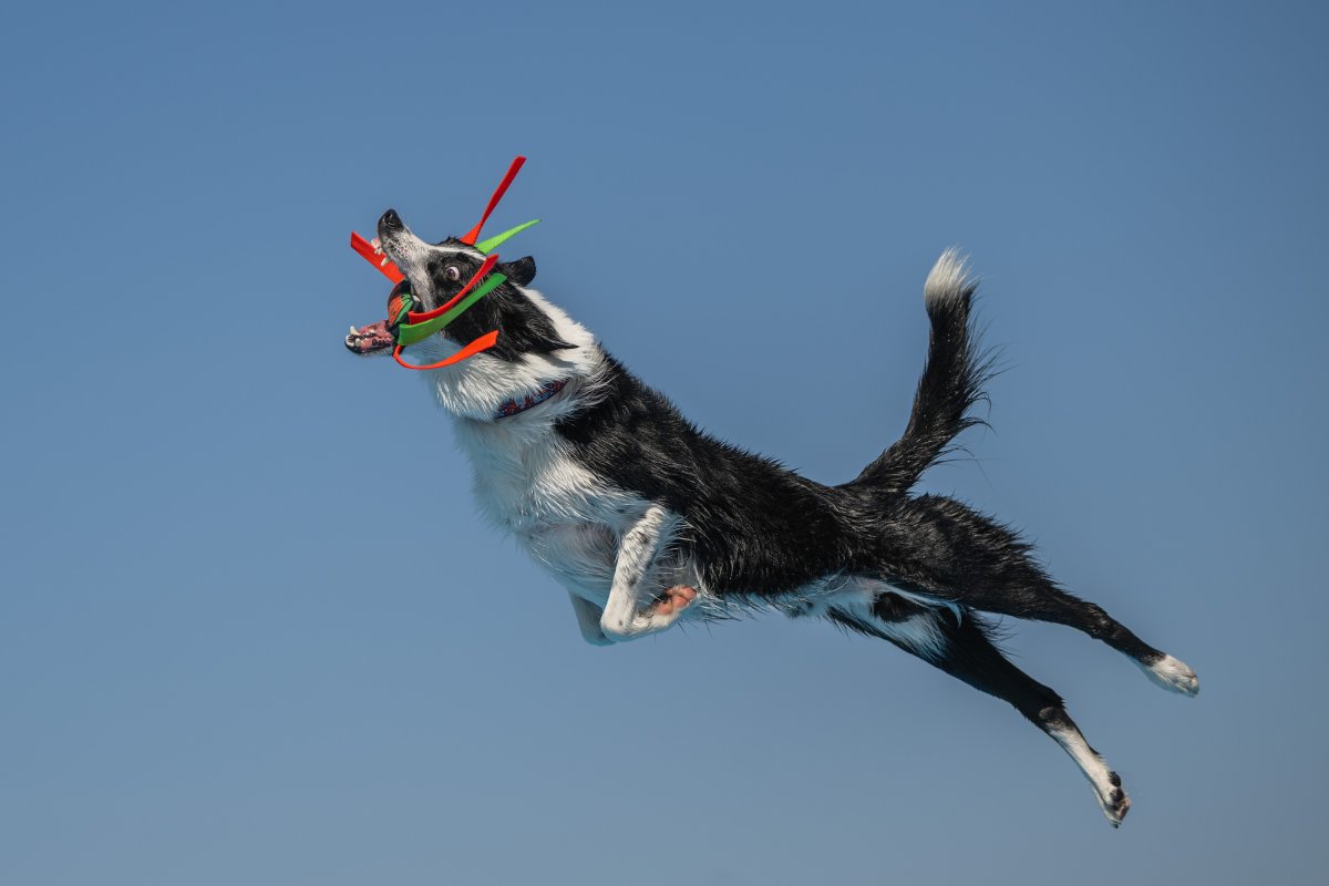 35 delightful images from the 2026 International Pet Photography Awards
