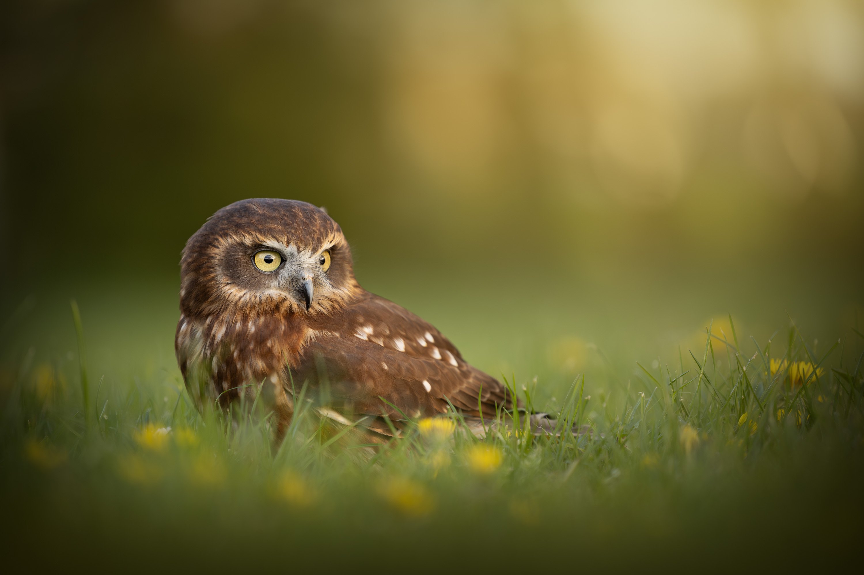 owl amongst grass