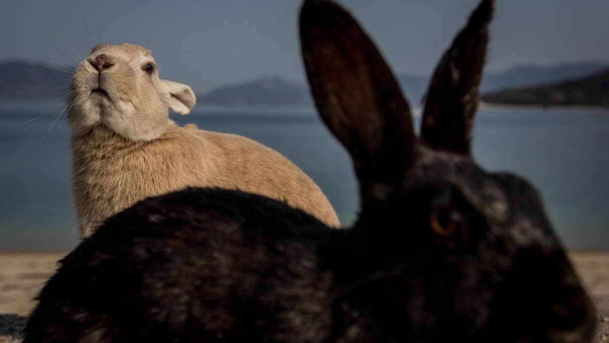 Wild boars develop taste for beloved rabbits on popular island in Japan