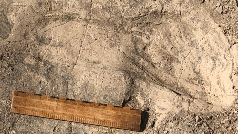 Fossilized footprint of P. boisei next to ruler for size comparison