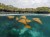 a group of stingrays swims in water near mangroves