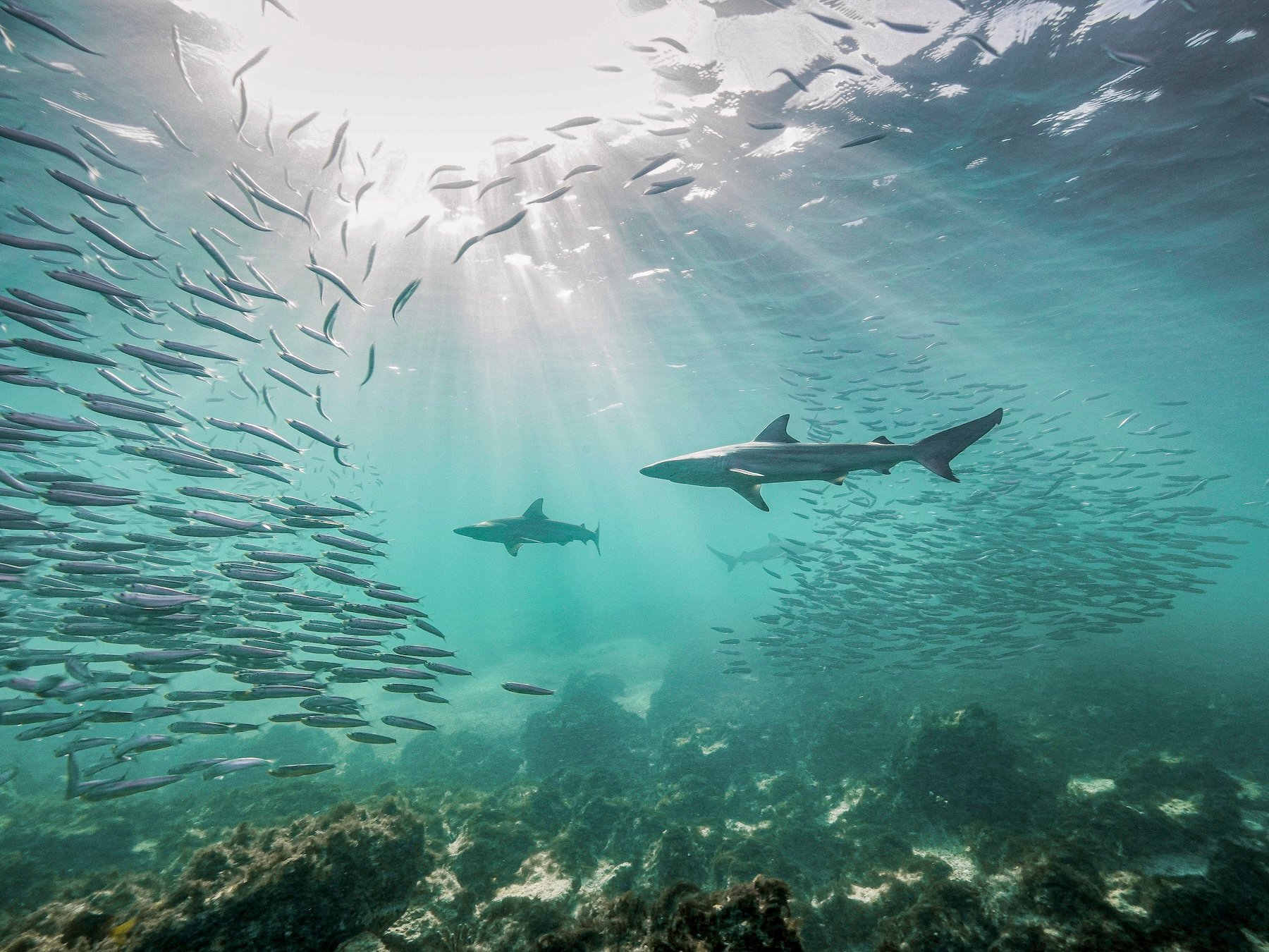 sharks swim amongst schools of fish
