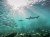 sharks swim amongst schools of fish