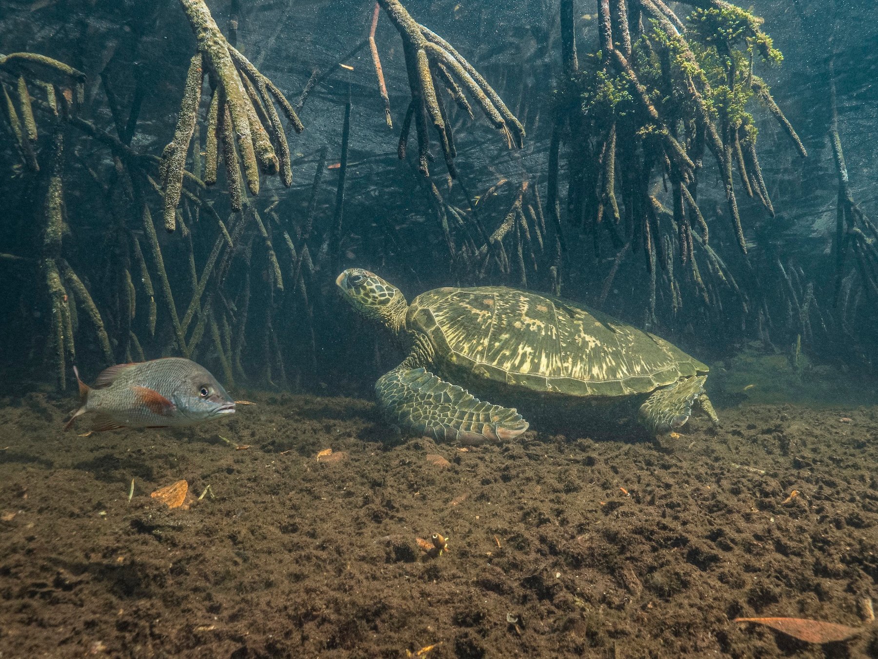 turtle and fish underwater with mangrove roots