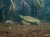 turtle and fish underwater with mangrove roots