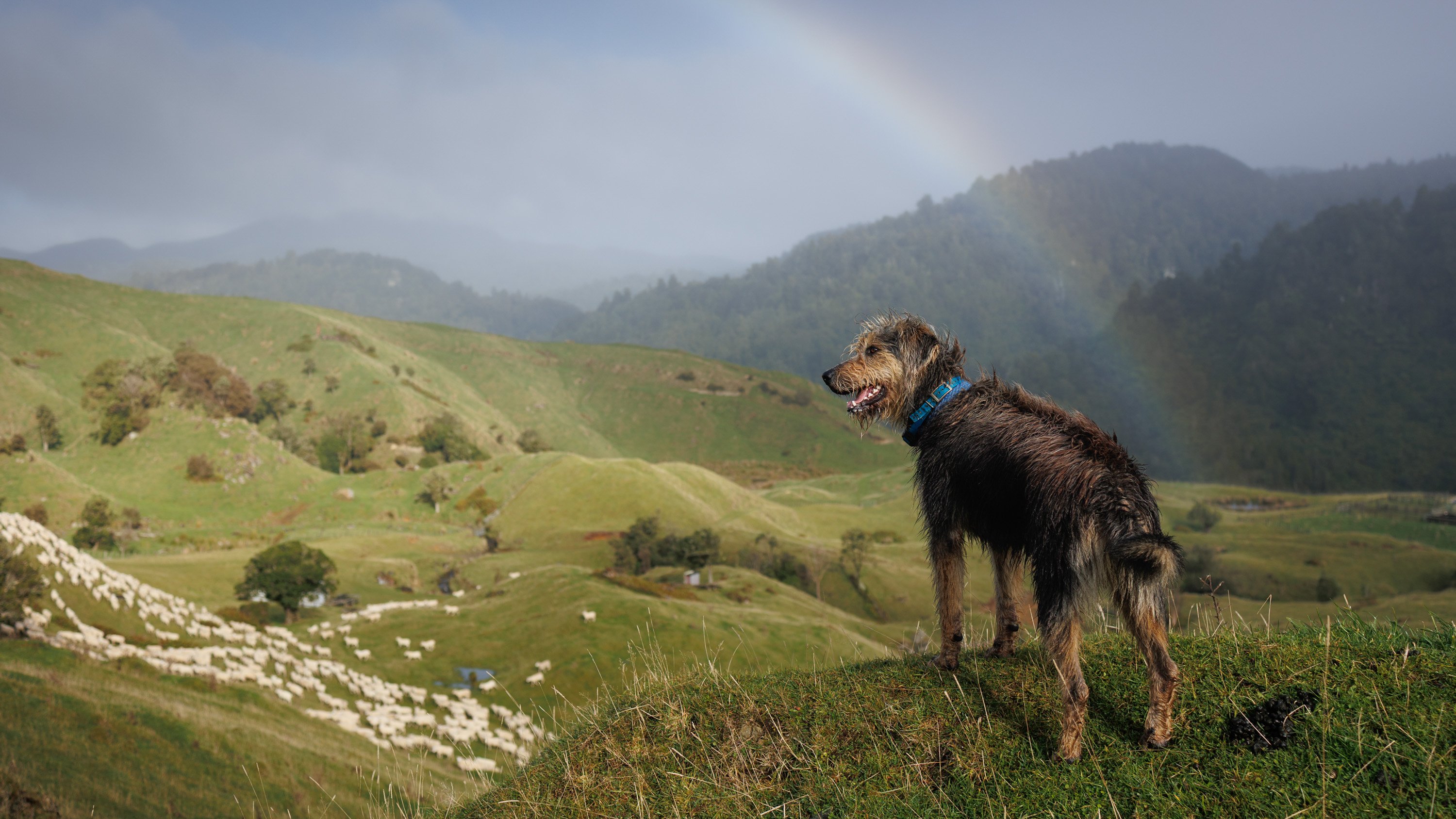 terrier on green hills with rainbow