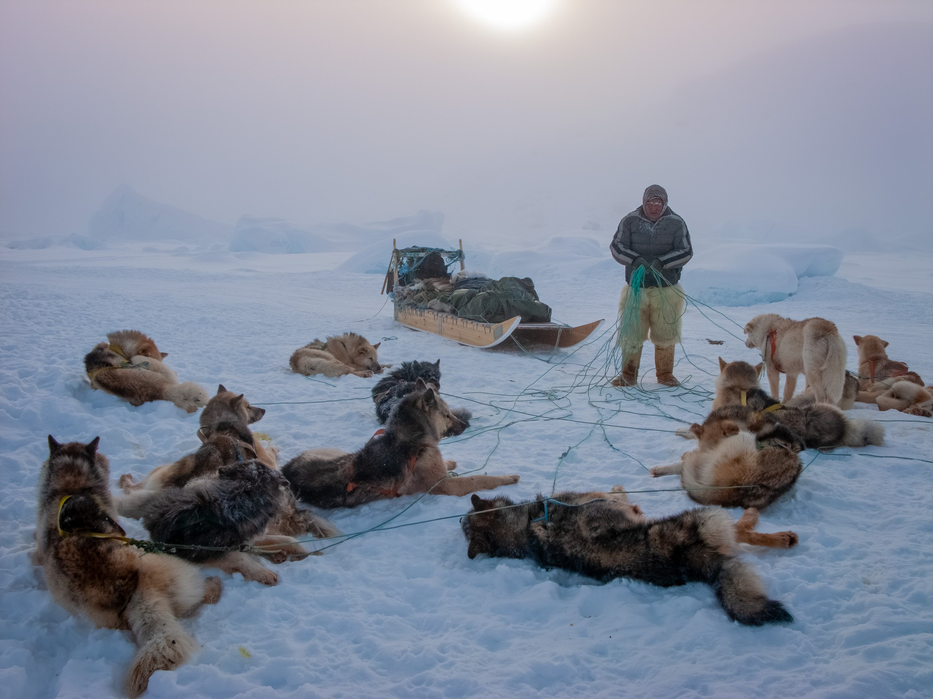 musher de-tangles ropes while sled dogs rest in the snow