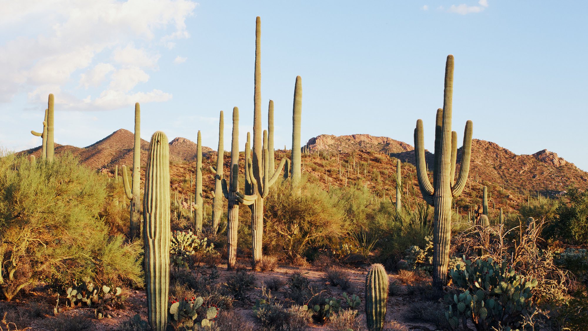 Saguaro Cacti in hilly desert landscape with brush.