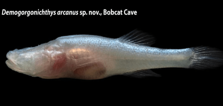 Demon cavefish photo from scientific study