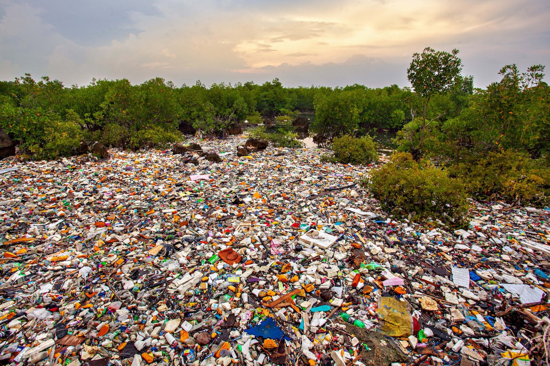 mangroves filled with trash