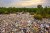 mangroves filled with trash