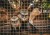 Two Mona monkeys peer through the wire mesh of their enclosure