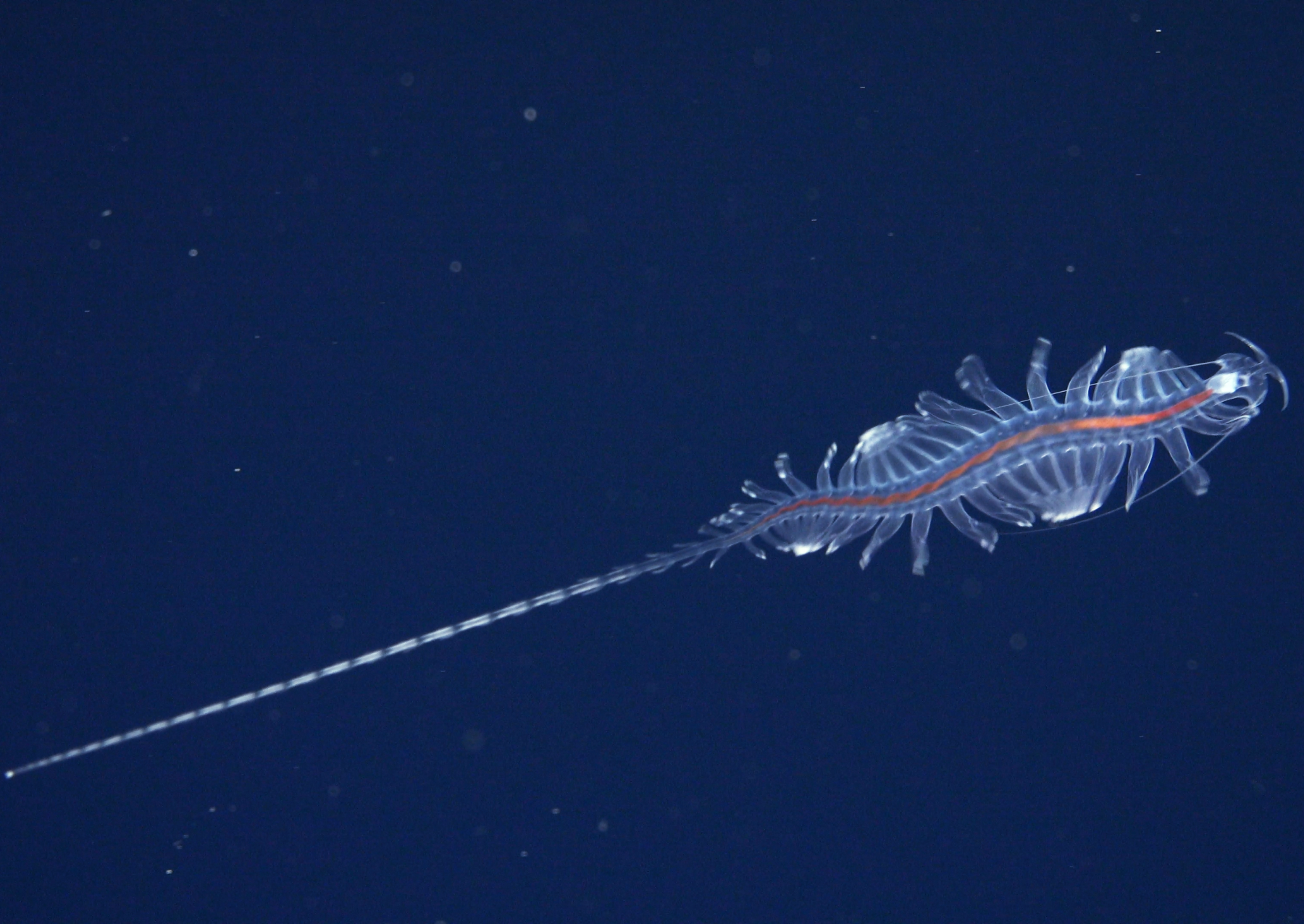 a transluscent animal with a lot of legs in the ocean