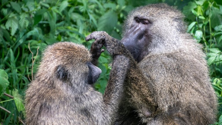 Pair of Olive Baboons (Papio Anubis) in Serengeti, Tanzania. (photo by: Edwin Remsberg/VWPics/Universal Images Group via Getty Images)