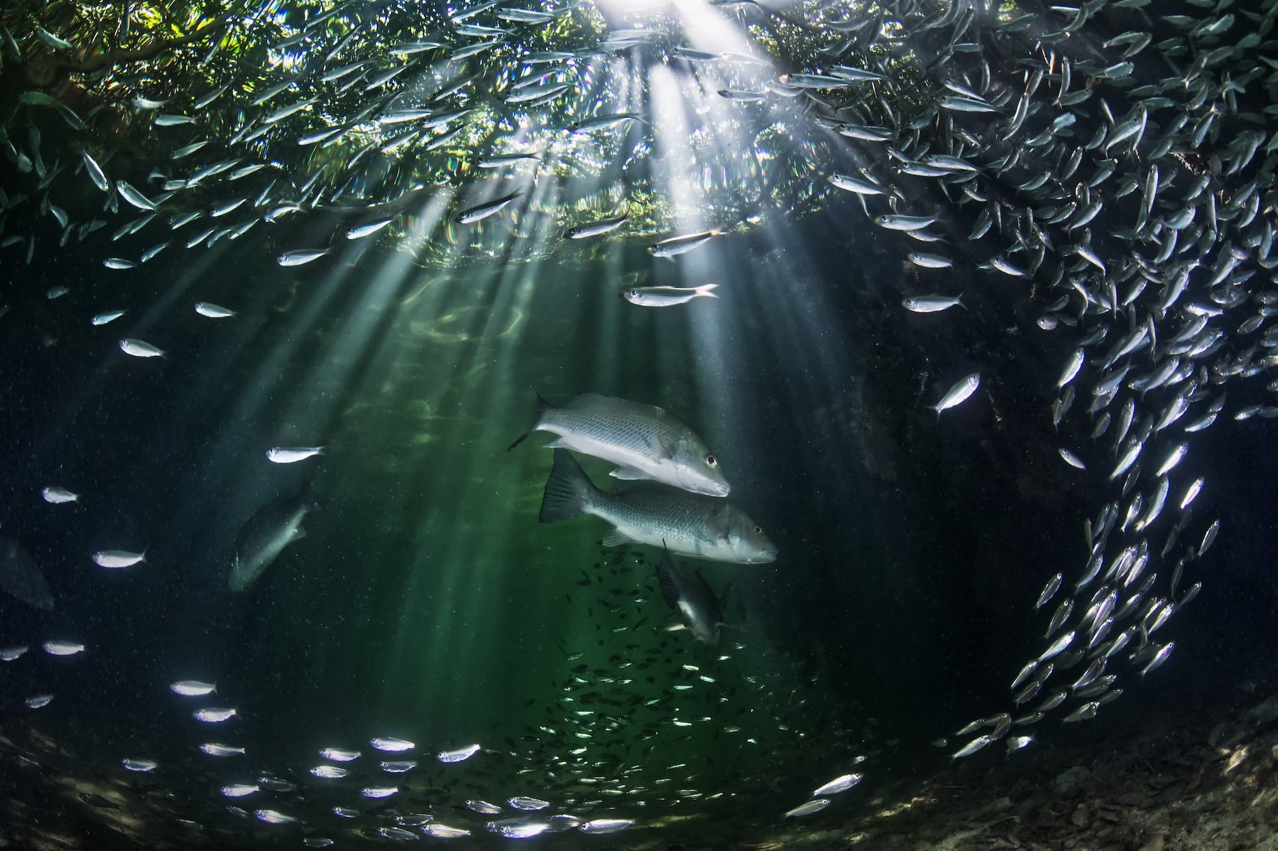 fish underwater, sunlight coming through from above