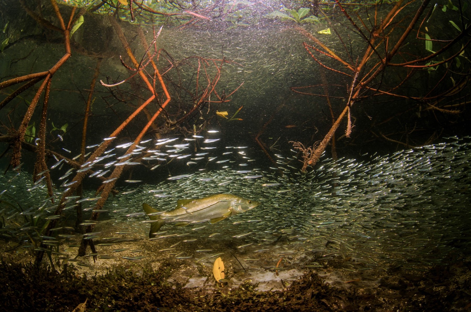 fish swimming in mangroves