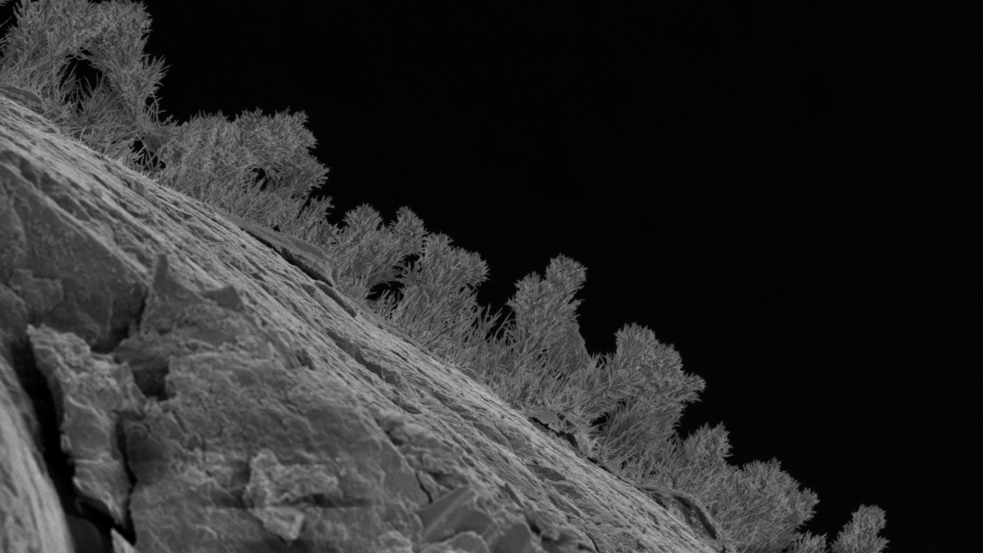 Microscopic image of fungi growing on underground roc