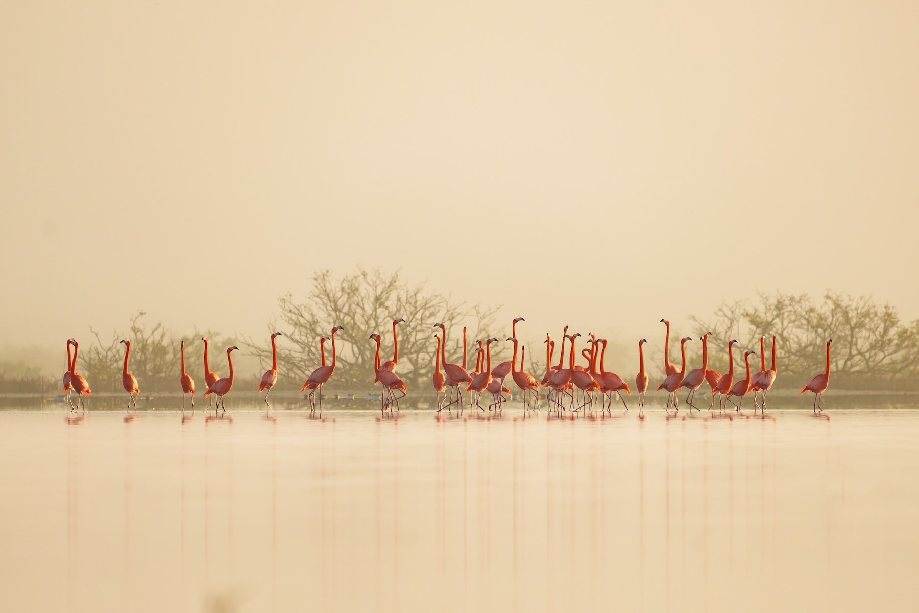 flamingoes in still water in front of mangroves