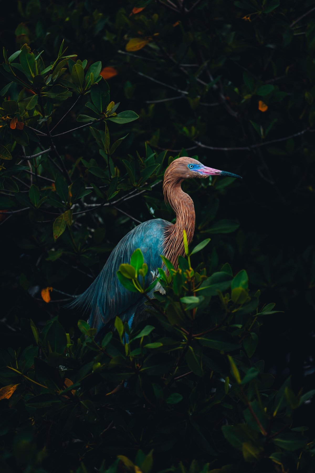 a colorful bird stands amongst mangroves