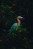 a colorful bird stands amongst mangroves