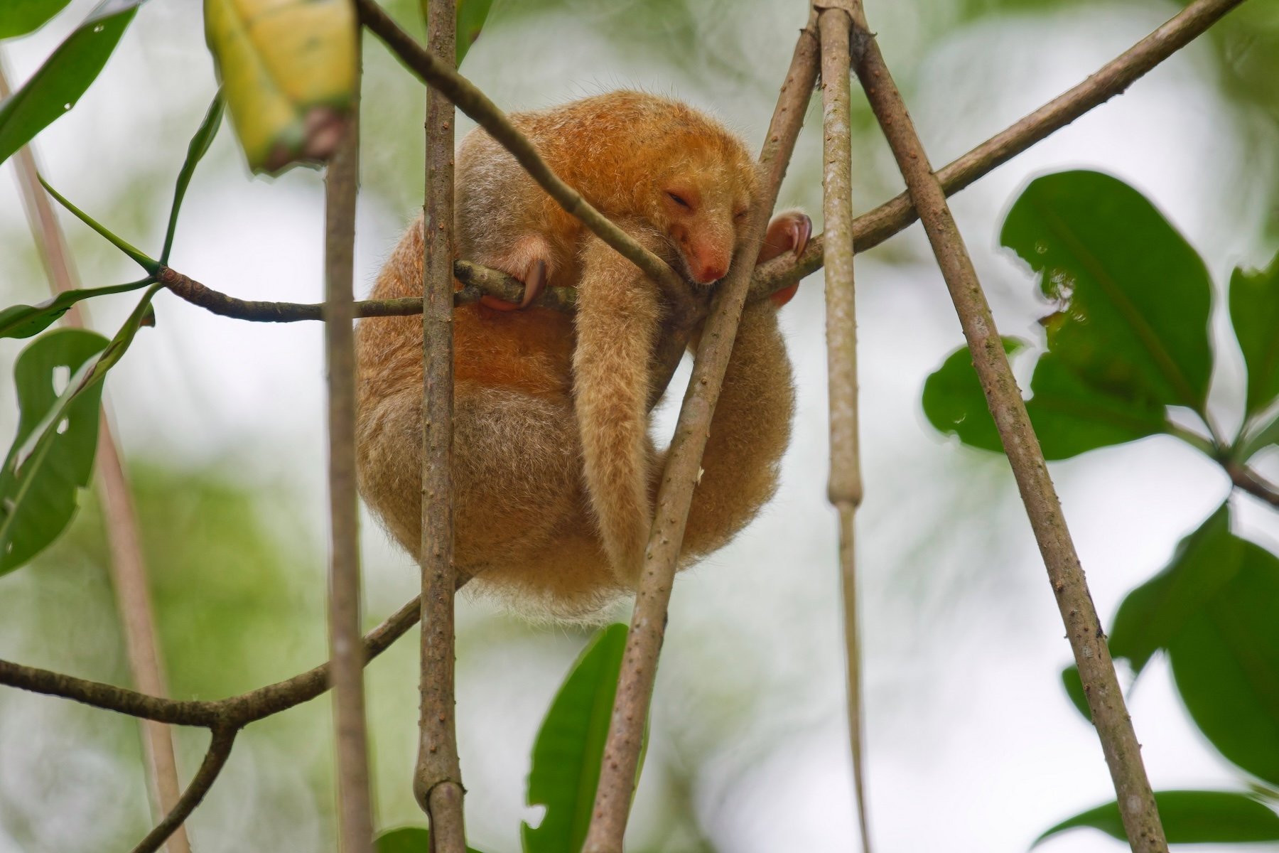 Silky anteater asleep on a red mangrove tree 