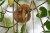 Silky anteater asleep on a red mangrove tree