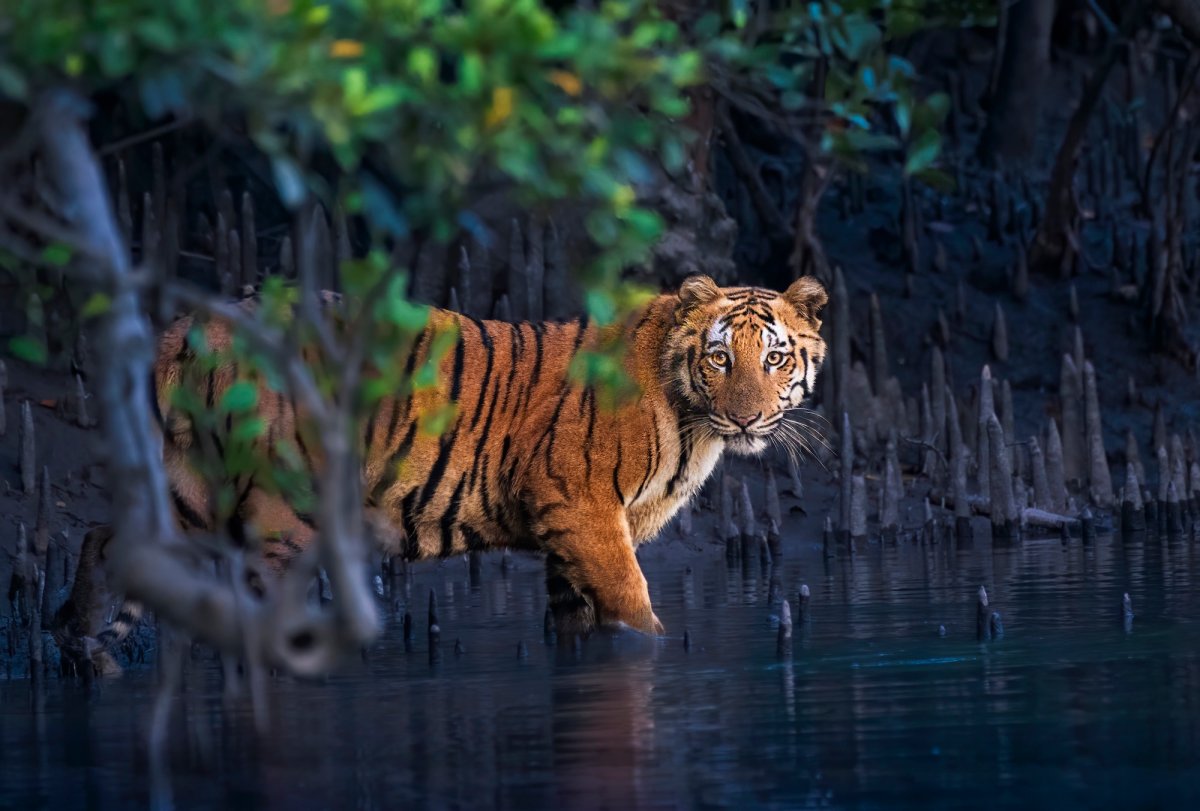 Cư dân hoang dã của rừng ngập mặn hoàng gia. WILDLIFE, Mammals (Ảnh: Avijit Ghorai / Mangrove Photography Awards 2026)