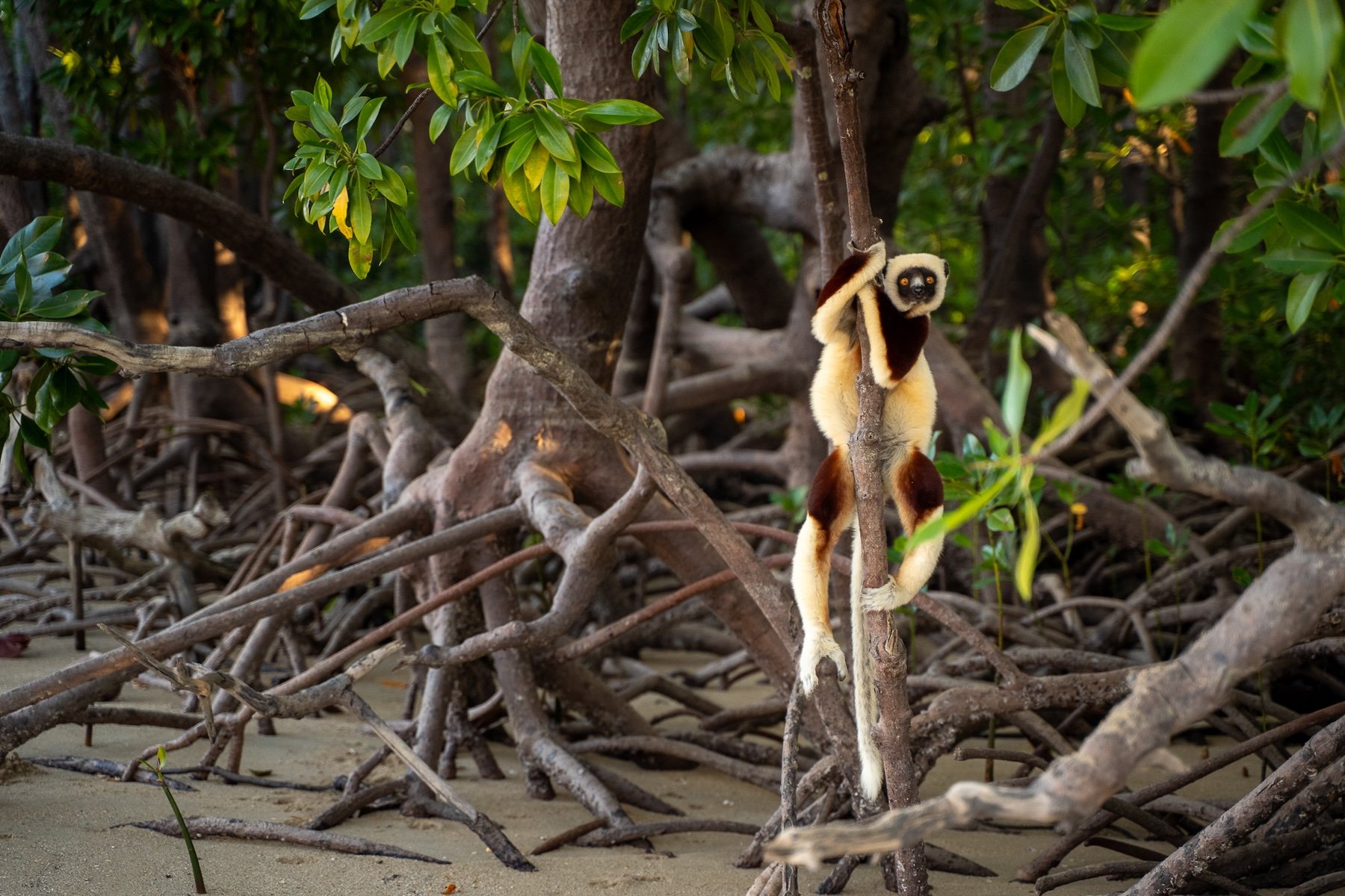 a lemur clings to a mangrove branch above sand