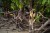 a lemur clings to a mangrove branch above sand