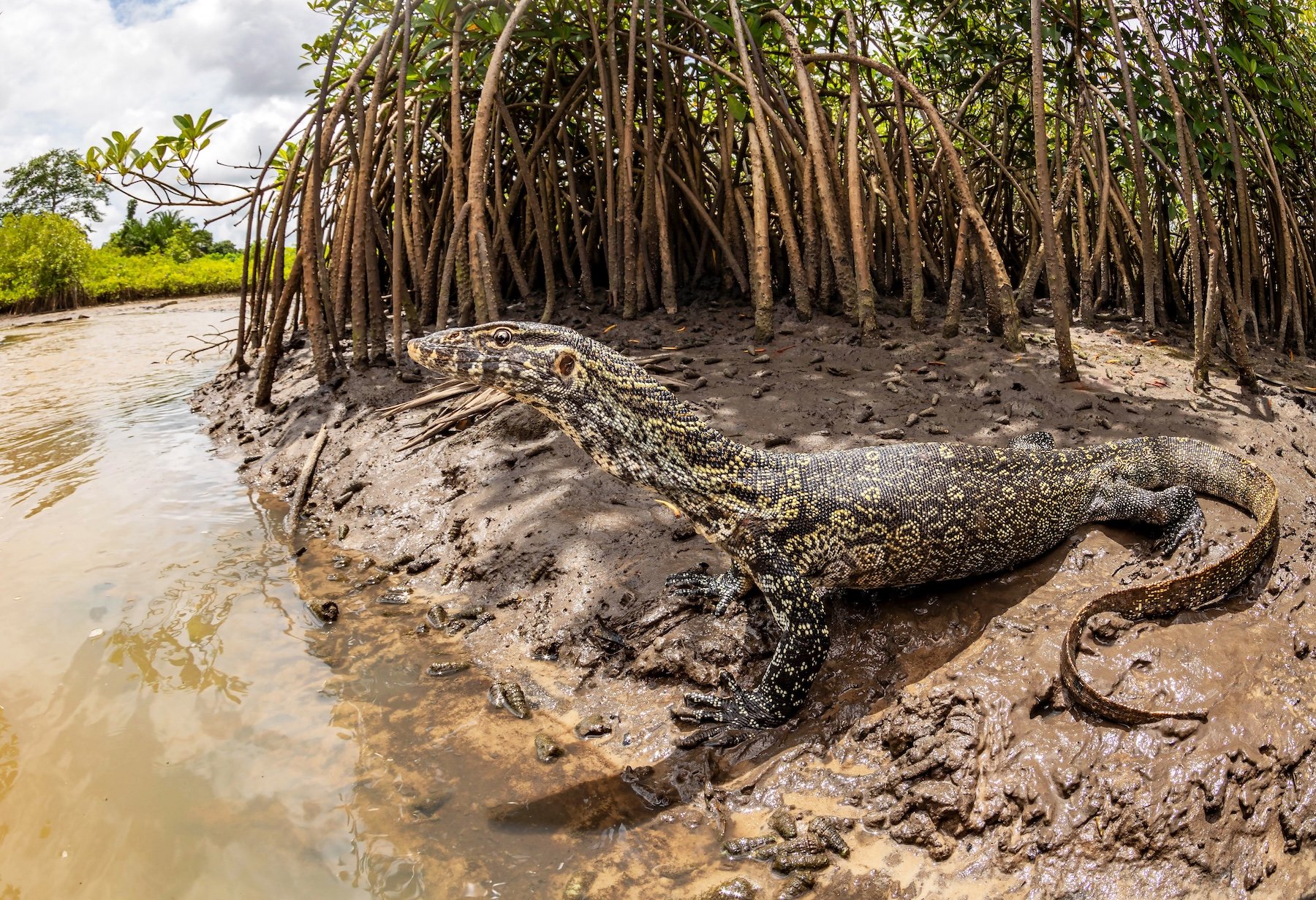a large lizard on the edge of a mangrove forest