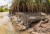 a large lizard on the edge of a mangrove forest
