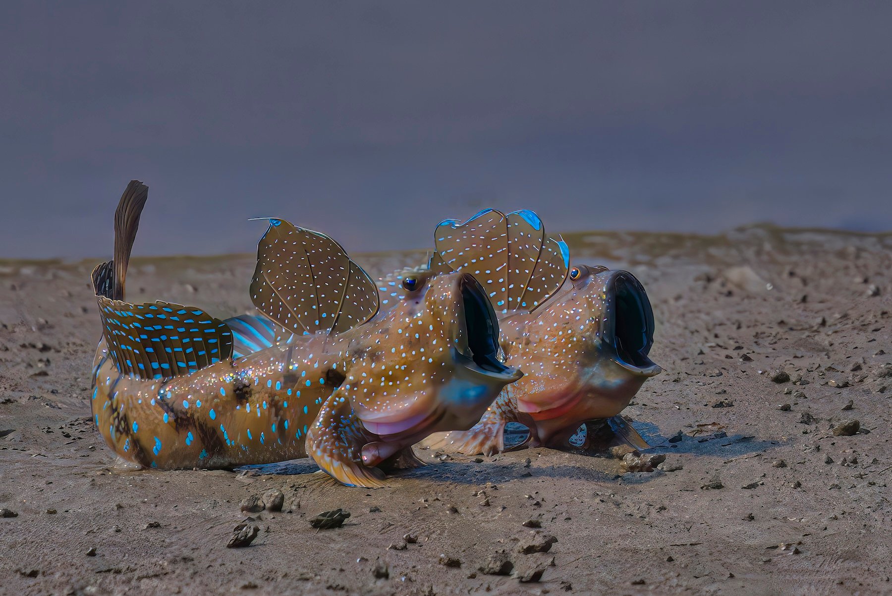 two mudskippers with their mouths open on sand