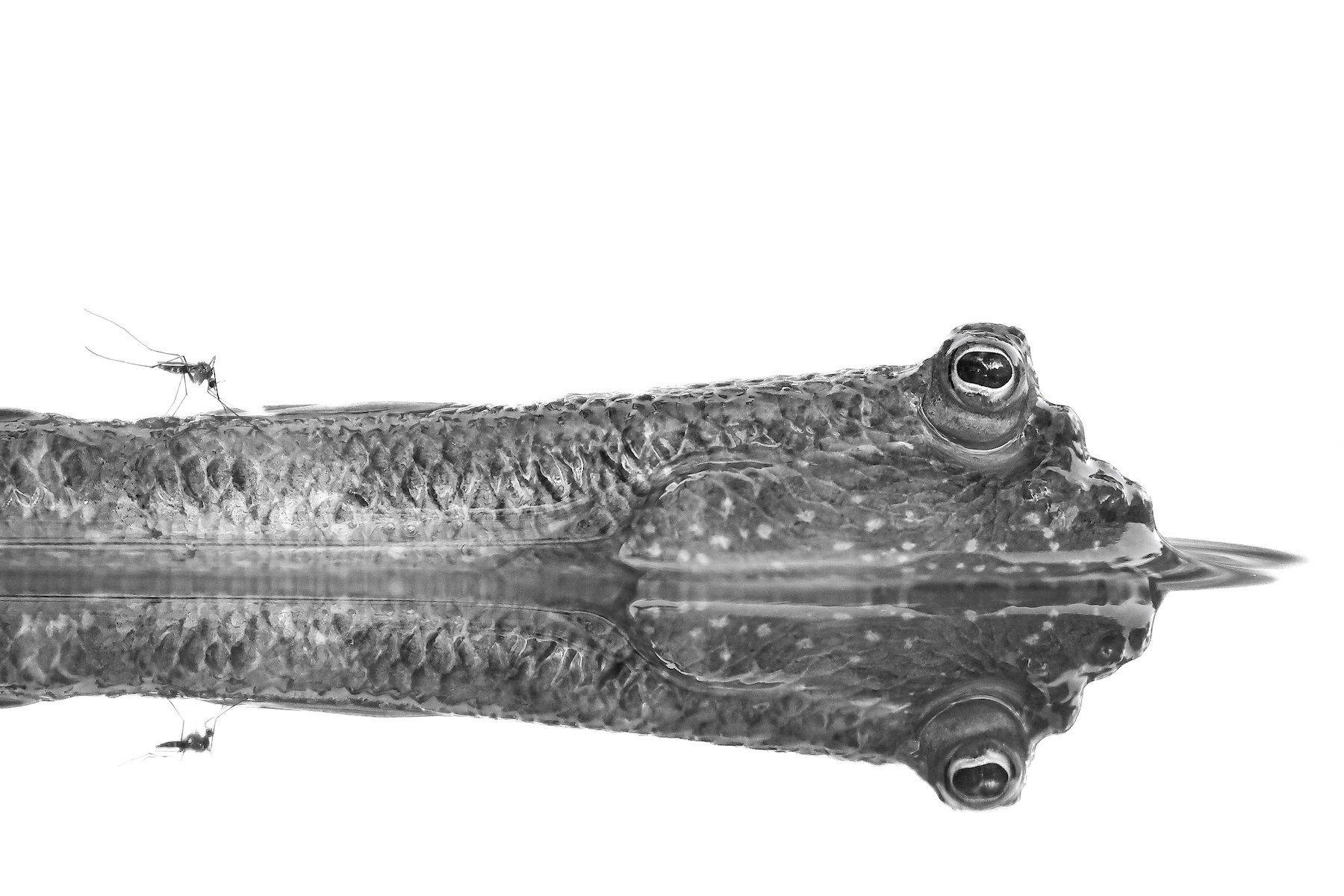 mosquito lands on mudskipper