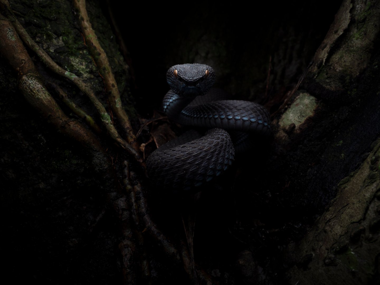 This shore viper is a well-known resident of Pasir Ris Park due to her blue lip morphology. This morphology is truly unique and is currently one of only three known vipers with a similar morphology in the world. The second of the three vipers above is found in Sungei Buloh Nature Reserve, while the last is the late mother of the current 'Blu 2' of Pasir Ris Park. Since Sungei Buloh was inaccessible after 7 pm, I decided to try my luck at Pasir Ris Park and managed to finally photograph this beautiful species after three months of attempts. Snakes in Singapore are a heavily misunderstood species due to Singaporeans' ignorance of the presence of snakes and the lack of danger is typically poses to the general public. I have heard of many instances of Singaporeans killing species of snakes that are completely harmless just because it might have glided into their homes, or because of a misunderstanding, for example, 'Colourful snakes are venomous'. Although it is true in this case,. it does not pose a safety risk to anyone if they choose to keep a safe distance and admire its beauty from afar, rather than poke it and irritate it with a stick.