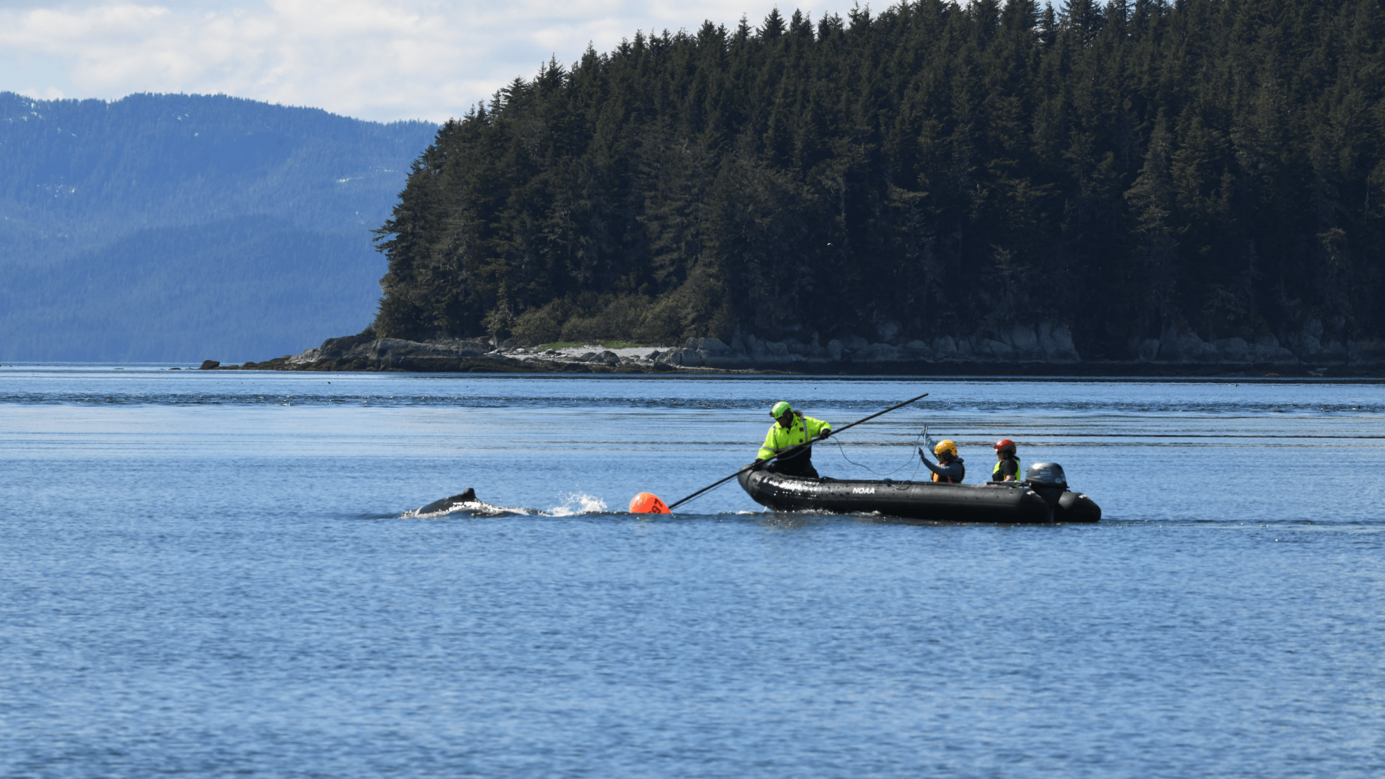 three scientists in an inflateable boat approach a whale that is tangled in fishing line. the whale's dorsal fin can be seen just above the water's surface