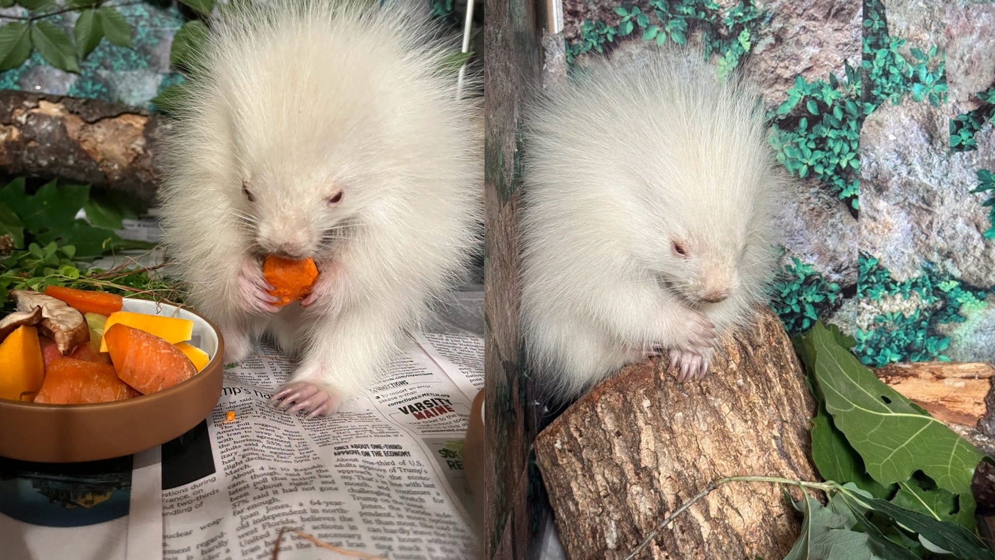 a white porcupine